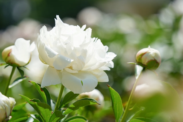 芍薬 シャクヤク 抜き根 シャクヤク根エキスの特徴は？その成分や効能効果について – Supra